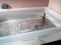 Nile Monitor Ramesses Swimming