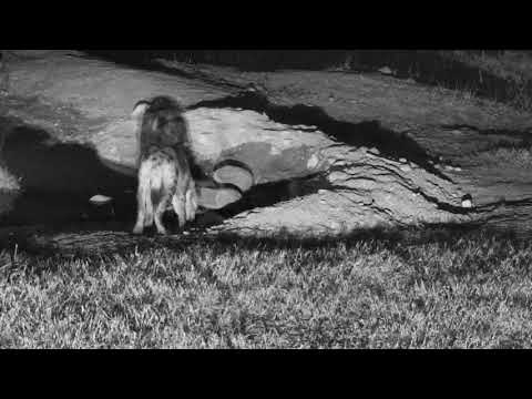 Djuma: Lone Hyena - 01:40 - 08/16/18