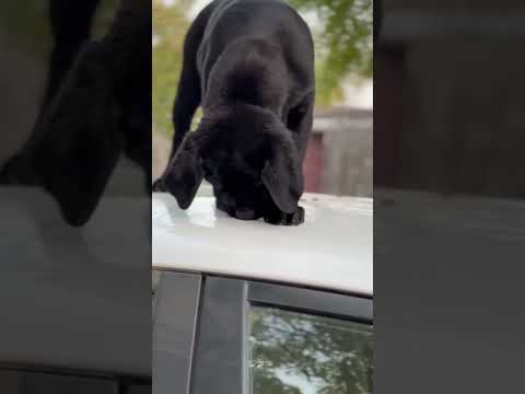 #lucknow #doglover #dog #pets #petcare #lab #labrador  #labradorpuppy #petlover #petsofinstagram