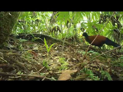 Bird thought to be extinct for 140 years has been rediscovered