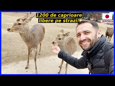 In JAPONIA CAPRIOARELE sunt LIBERE pe STRAZI! Exploram NARA - prima CAPITALA a tarii