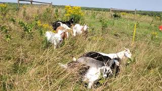 Kiko and TexMaster goats enjoying some grass