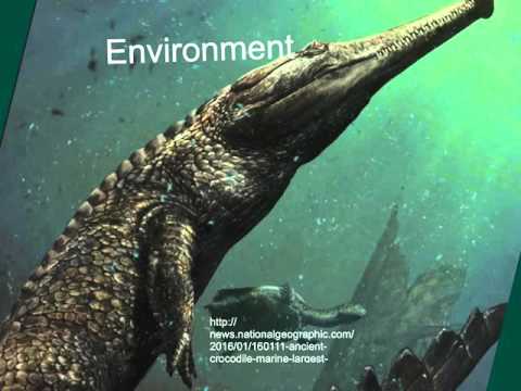 Machimosaurus Rex Evolution