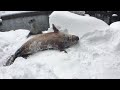 Harbor Seals are the Adorable Dogs of the Ocean