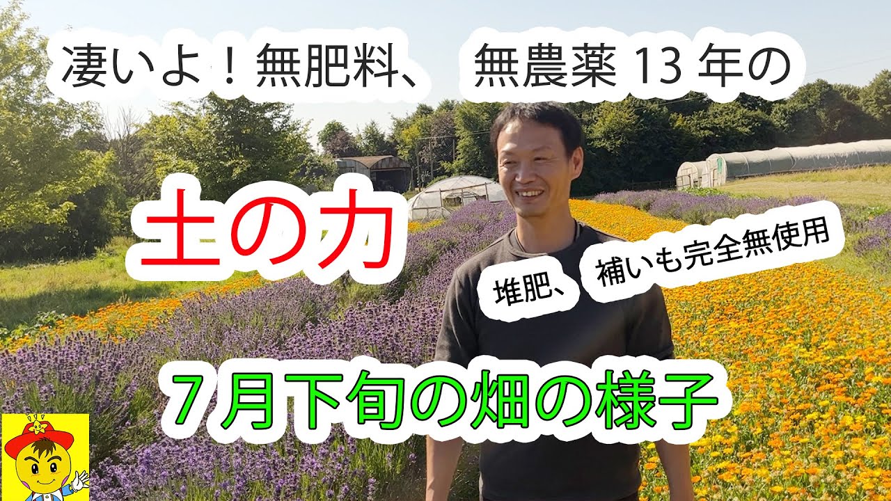 13年間の無肥料・無農薬栽培――土の力と自家採種で育つ7月下旬の圃場記録
