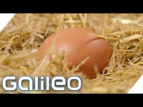 Eggs - the secret superheroes | Galileo | ProSieben