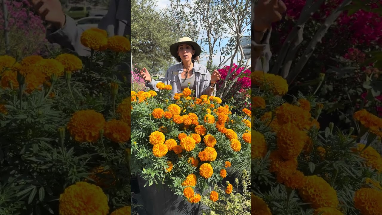 Fragrant orange Marigold bloom in Austin Tx garden with butterfly