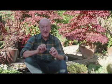 Planting and caring tips for Acer Japanese Maple
