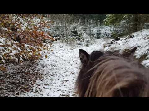 Snow, Dronninglund Storskov