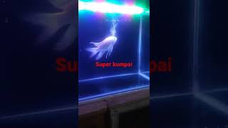 Download lagu mujair kumpai white mp3