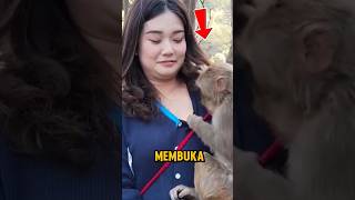 Download lagu Monyet mencoba buka baju wanita cantik #shorts #viralshort mp3