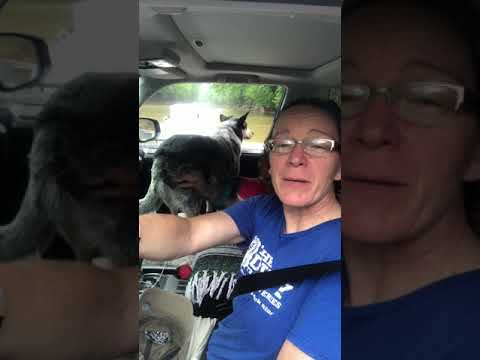 The ferry and muddy Green River