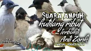 Download lagu Suara Pikat Burung Kutilang Ribut Paling Ampuh Durasi 1 JAM Suara Jernih || Pikat Ampuh Kutilang mp3 Download lagu Suara Pikat Burung Kutilang Ribut Paling Ampuh Durasi 1 JAM Suara Jernih || Pikat Ampuh Kutilang mp3