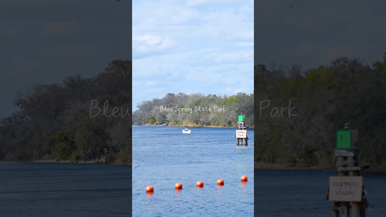 Searching for Manatees at Blue Spring State Park / マナティに会いに行って来た