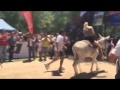 Virginia Gallardo Casi Se Cae Del Burro
