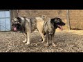 Female Dogs With Complex Heat And Mating Process