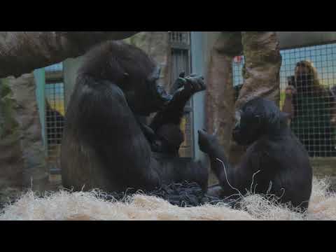 Baby Gorilla Jameela Introduction at Cleveland Metroparks Zoo