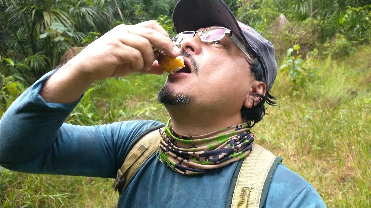 Dia de coletar frutas  da floresta- iguarias da floresta amazônica 