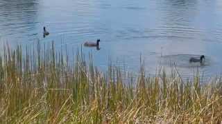 preview picture of video 'American Coots - Greenacres, FL'