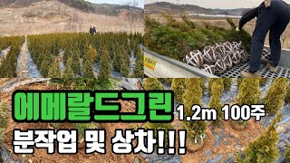 에메랄드그린 1.2m 분작업 및 상차!!
