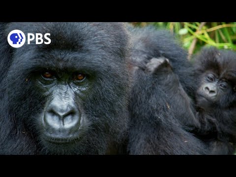 Alpha Gorilla is Dad of the Year