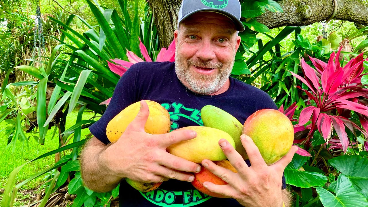 Did You Know There Are a Thousand Varieties of Mango?