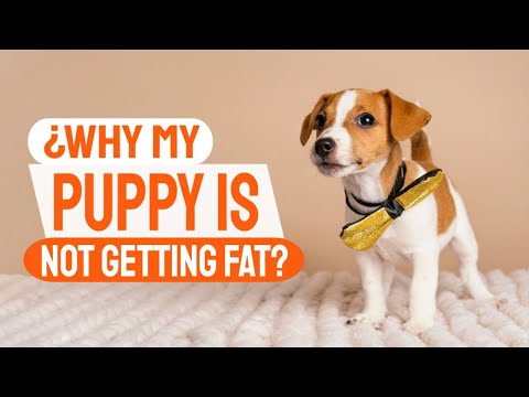 🤔WHY my PUPPY is not GETTING FAT and How to help him🐶