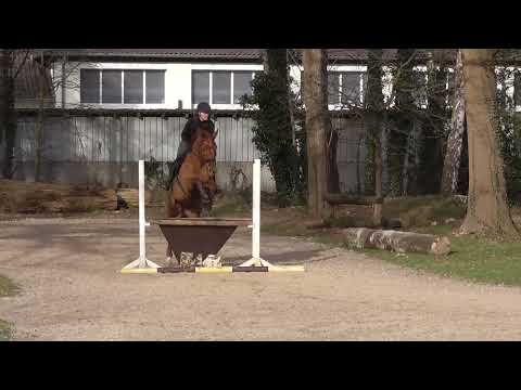 2022 02 13 Fairytale Geländetraining in Warendorf