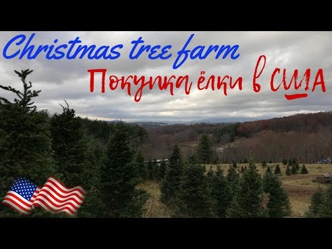 , title : '🇺🇸Живая новогодняя ёлка с фермы деревьев. Обзор фермы, цены. Северная Каролина/Christmas tree farm'