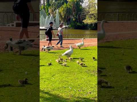 Los cisnes y sus pichones recién nacidos comen y toman sol en el Rosedal de #palermo #shorts #bsas