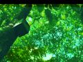 Jim Hall   Pat Metheny   Into the Dream 1999