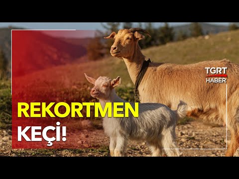 , title : 'Kilosu Kadar Süt Üreten Rekortmen Keçi!'