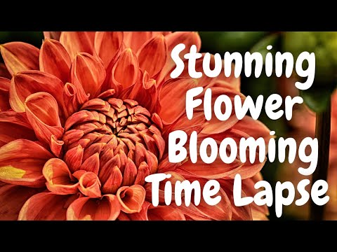 Stunning Flowers Blooming Time Lapse with Music - Amazing Videos!