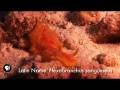 Nudibranchs KQED