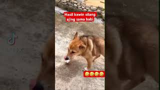 Download lagu Hasil kawin silang babi sama anjing #reels #viral #shortvideo #shorts mp3 Download lagu Hasil kawin silang babi sama anjing #reels #viral #shortvideo #shorts mp3