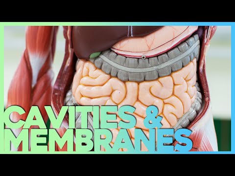 Body Cavities and Serous Membranes | Corporis