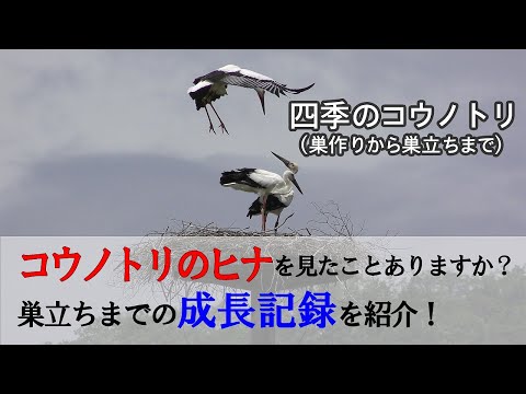 コウノトリの巣の作り方