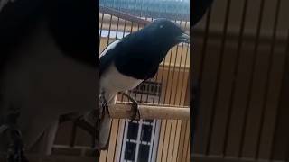 Download lagu KACER BUKOR   NEMBAK TENGKEK UDANG   #kacer #shorts mp3