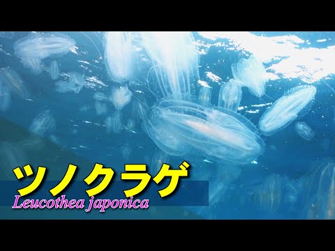 摂餌時に変形するツノクラゲ