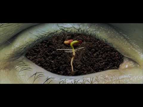 La Malasorte - VERDE (Official Video)