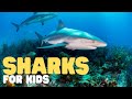 Sharks For Kids Learn All About These Big Fish