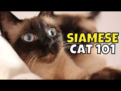 Siamese Cat 101: What to Know Before Adopting One