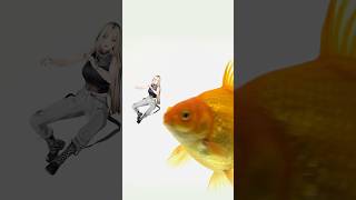 虎金妃笑虎 - ニコたんは金魚の餌じゃないよ〜　#虎のいる生活