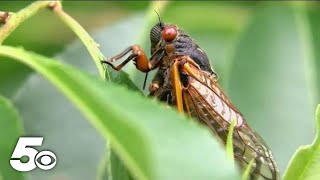 Trillions of cicadas are about to emerge. Here's how it'll affect Arkansas