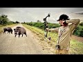 WILD BOAR Archery Hunt Catch Clean Cook