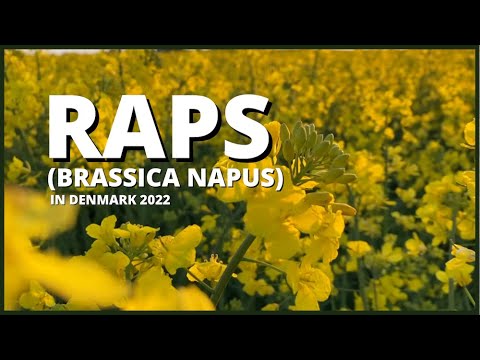 Raps (Brassica napus) in Denmark 2022