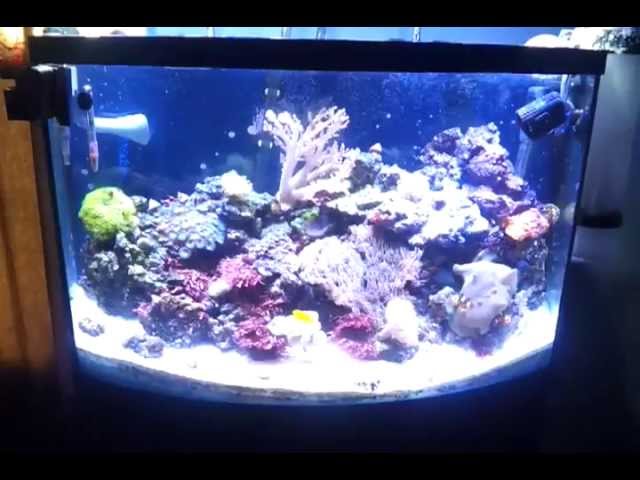 cheap led lighting for a  reef tank that works
