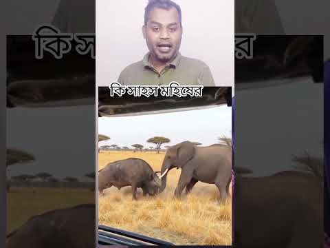 মহিষের সাহস দেখে অবাক #animals #tranding #shortsfeed