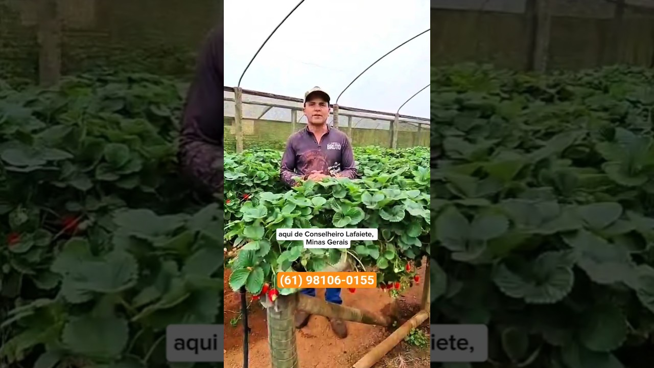 Venci mofos e ácaros