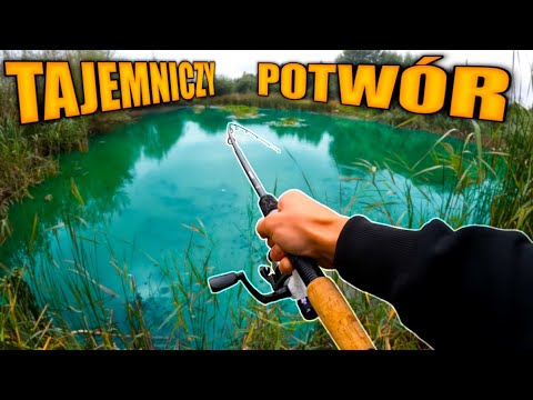 Drying Pond Holds Big Fish!